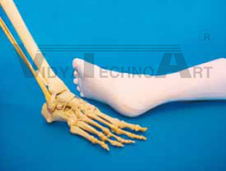 Foot single bones, foam coat 90°